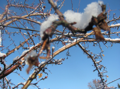 Ночные заморозки до -7 градусов ожидаются в Ростовской области 8 ноября