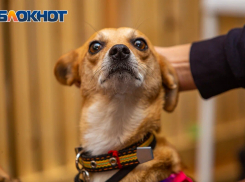 В Ростовской области от укусов животных пострадали более 7000 человек