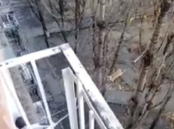 Уморительное спасение застрявшего на дереве кота при помощи швабры и скотча в Ростове попало на видео