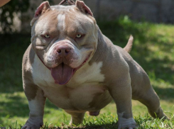 В Ростовской области стая бездомных собак едва не растерзала ребенка