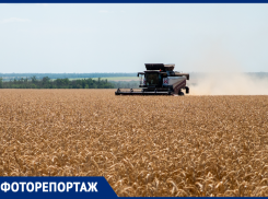 Как проходит уборка урожая в Ростовской области — в объективе фотографа 