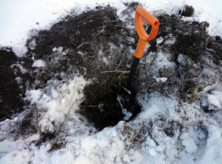 Молодого натуралиста, воровавшего роскошные туи во дворе Ростова, очевидцы сняли на видео