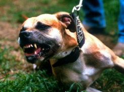 Свирепый питбуль жестоко искусал школьницу с маленькой собачкой во дворе Ростова