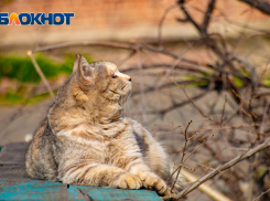 В Ростове ожидается сильный ветер и жара 2 июня