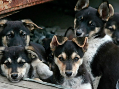 Жестоко убил пятерых щенков мстительный житель Ростовской области