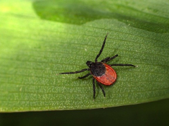 Лихорадкой Ку после укуса клещей заразились 20 жителей Ростовской области