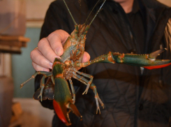 В Ростовской области увеличат производство красноклешневого австралийского рака 