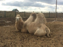 Доброго воспитанного верблюда решила продать ростовчанка по цене машины