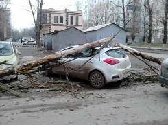 В Ростове из-за ветра дерево разбило две иномарки
