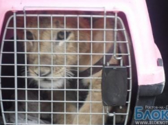 Замдиректора Ростовского зоопарка попалась на взятке при продаже львенка 
