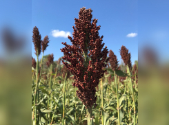 В Ростовской области сорго и суданская трава успешно прошли апробацию