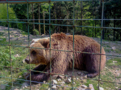 Ростовские врачи прооперировали подростка, которого в Абхазии укусил медведь