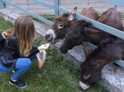 Ужасно тесные клетки и голодные ослы вызвали слезы на глазах у посетительницы зоопарка Ростова