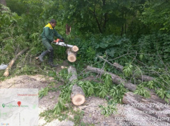 В Ростове-на-Дону из-за сильного ветра упали 50 деревьев и крупных веток