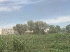 Огромная туча комаров закрыла небо в погожий день в Ростовской области и попала на видео