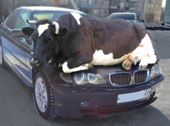 В Ростовской области автомобиль «БМВ» столкнулся с коровой