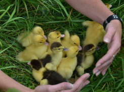 Украинец пытался провезти через границу с Ростовской областью пять тысяч желтых нелегалов 