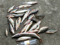 Фото-соревнование на самый богатый улов устроили заядлые рыбаки Ростова