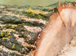 В Ростове шквалистый ветер повалил более 30 деревьев