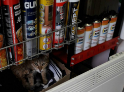«Живой уголок» с котом в магазине хозтоваров Ростова удивил и обрадовал горожан