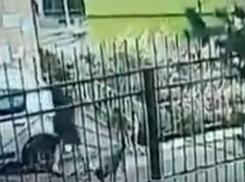 Свирепые дворняги попытались отгрызть ноги женщине во дворе Ростова на видео