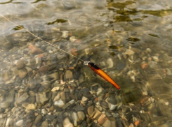 В Ростовской области проверят реку быстрая после массовой гибели рыбы 