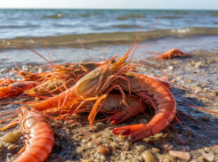 В Азовском море за текущий год выловили свыше 350 тонн креветок