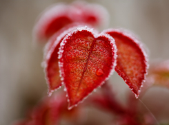 В среду в Ростовской области ожидаются заморозки до -2 градусов