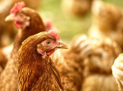 В Неклиновском районе зафиксирована вспышка птичьего гриппа