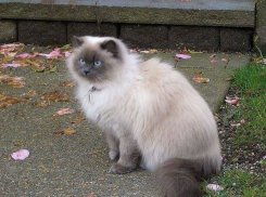 Мучительная смерть сбитой автомобилем красавицы-кошки произошла в клинике Ростова