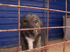 Зоозащитники протестуют против сжигания бездомных собак в печах в Ростовской области
