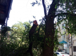 Два автомобиля пострадали от упавшего на Серафимовича дерева