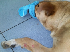 Водитель-живодер на глазах местных жителей переехал собаку во дворе Ростова-на-Дону 