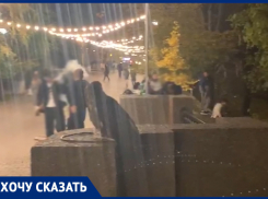 «Чтобы людям было нескучно жить»: ростовчанка рассказала, как в городе строят бизнес на диких птицах