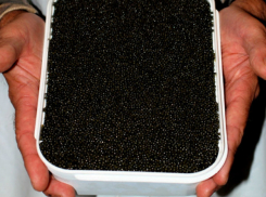 В Ростове задержан участник банды, незаконно продававшей черную икру