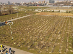 Более 7,5 тысяч растений высадили в Ростове в День древонасаждения