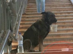 Накаченную наркотиками собаку избивали и заставляли выпрашивать деньги у прохожих в Ростове