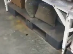 Дерзкие покупатели испортили обед мышонку в ростовском «Ашане» на видео