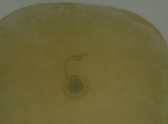 Открыть чайный домик в собственной ванной, наливая бодрящий напиток прямо из-под крана, могут жители Ростова