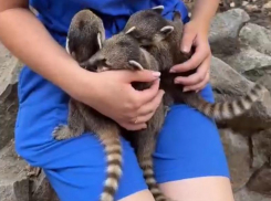 В парке «Лога» Ростовской области появились на свет десять очаровательных детенышей носухи