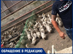 Ростовчанка пожаловалась на невыносимый запах от утиной фермы в центральной части города