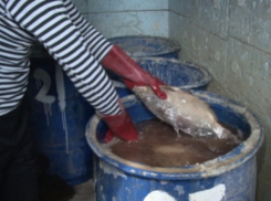 В Ростовской области работал подпольный цех по изготовлению рыбных продуктов