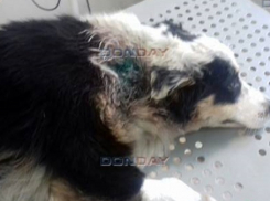 Симпатичного годовалого пса с огнестрельным ранением прооперировали в Новочеркасске
