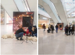 Состояние собак в фотозоне торгового центра Ростова напугало жителей города