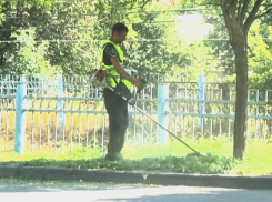 В Ростовской области обнаружили более 7 гектаров амброзии