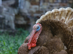 «Дамате» выкупила за 2,5 млрд рублей на торгах активы «Евродона»