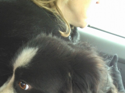 В Батайске нашли собаку, которая была замурована в гараже