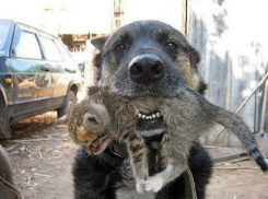 Вернувшаяся домой собака с живым котенком в зубах потрясла своих хозяев в Ростове