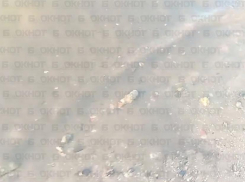 Дончанин пожаловался на фекальный пляж на месте отдыха