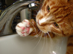 Десятки квартир останутся без воды пятого апреля в Ростове